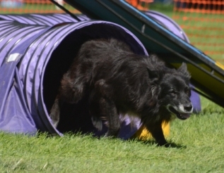 Agility Finals photo